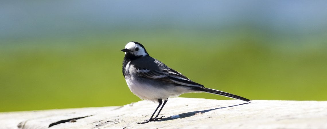Why a Custom CMS (Wagtail) is Better Than Wordpress